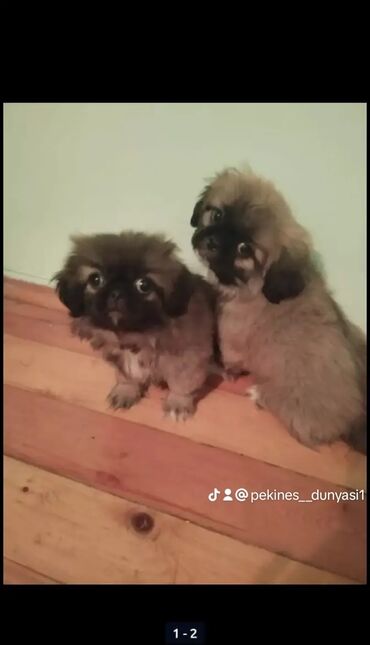 İtlər: Pekines, 2 ay, Erkek, Ünvandan götürmə