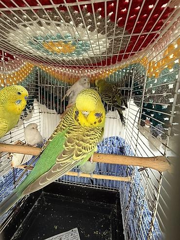 heyvanlar quslar: 1.5 illik Çex quşlar Temiz qan çrx quşlardır ve cute hazirdir — 3