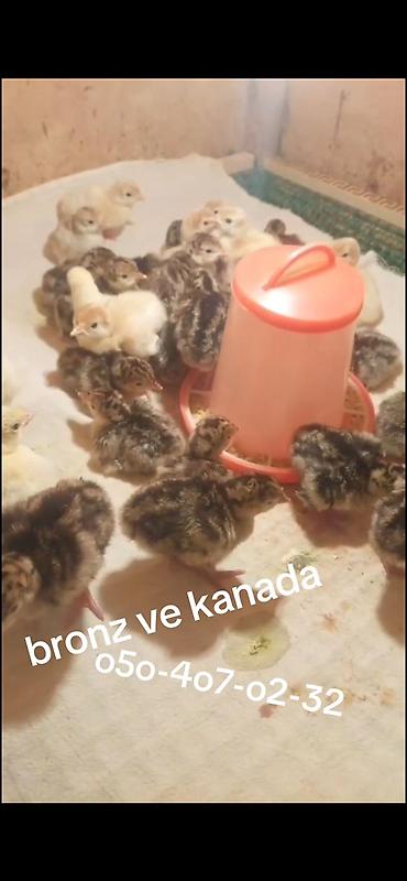 Hinduşkalar: AUSTROLOP cucesi - 2 azn tam saglam sekilde bestenmiw ana surusunun — 3