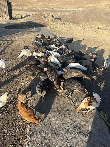 Индюки: Продаю | Индюшата | Для разведения — 8