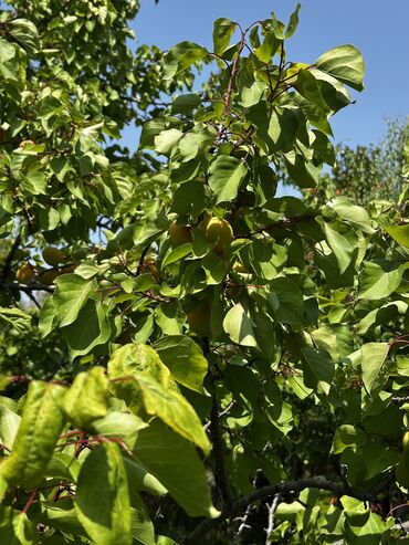 кафель квадратный метр цена бишкеке: ⸻ 📢 ВАКАНСИЯ: Сборщик абрикосов 🌿 Летняя работа на Иссык-Куле! 🔧