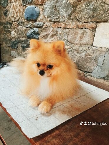 İtlər: Şpitz — 3