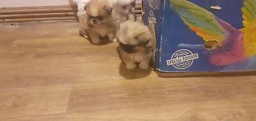 İtlər: Pekines, 1 ay, Peyvəndli — 4