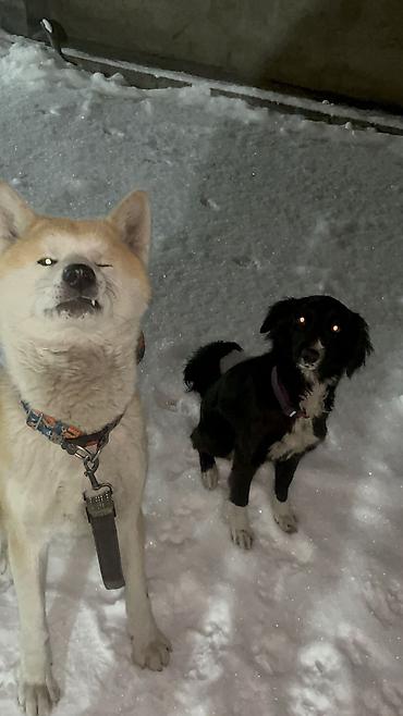 Продажа собак: 🐕 ДРЕССИРОВКА СОБАК | ПЕРЕДЕРЖКА + ОБУЧЕНИЕ 🐾 Опыт работы с собаками — 23