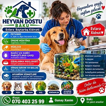 bakida it bazari hardadir: 🐾 HEYVAN DOSTU BAKU 🐾 🐶🐱 Heyvanlarınız üçün rahat və peşəkar xidmət — 1