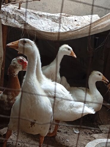 Akvarium aksessuar və ləvazimatları: Dişi, | Linda, Yumurtalıq, Ünvandan götürmə