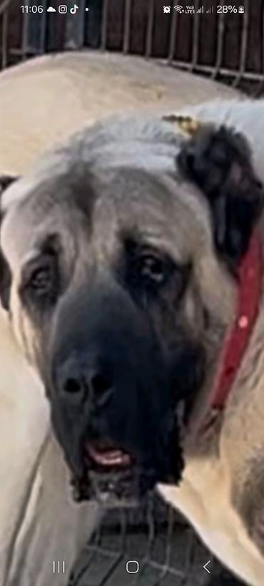 kangal satilik: Kanqal, 1 ay, Erkək — 2