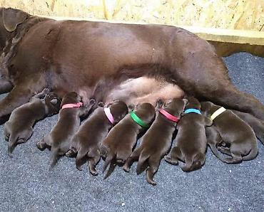 Psi: Labrador Retriver štenci, čokoladni Labrador Retriver štenci u ponudi — 3