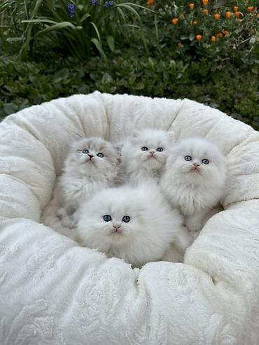 Pişiklər: Şinşilla — 7