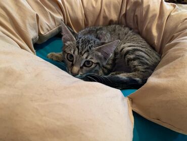 коты в оше: Кошка даром: Беспородная, 3 месяца, Девочка, Приучена к лотку