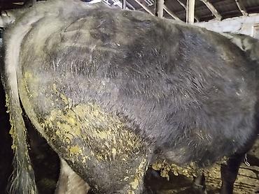 Коровы, быки: Продаю | Бык (самец) | На откорм | Привязанные — 4