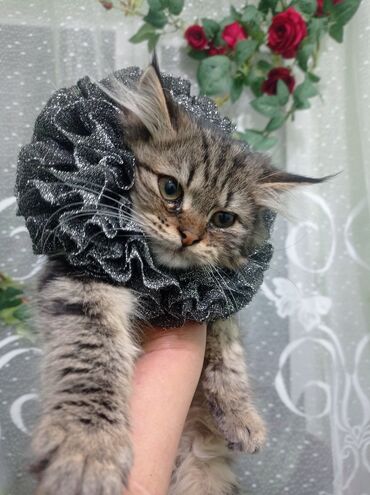 Декоративные ленты и банты: Ожерелье-воротник для кошек (декоративная «руффа») - Назначение — 5