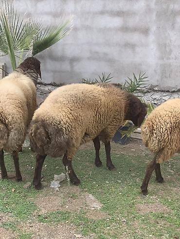 Qoyunlar, qoçlar: Erkək, Qala, il: 1, Damazlıq — 3