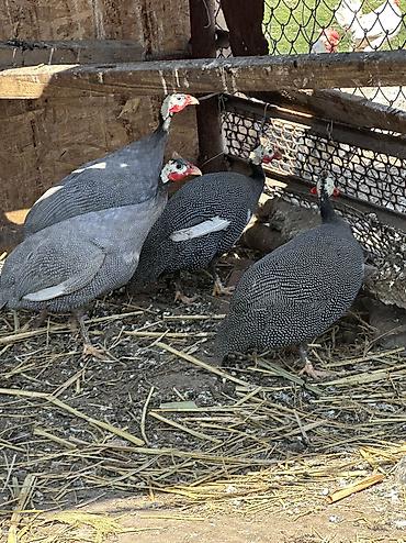 Птицы: 10 голов — 12