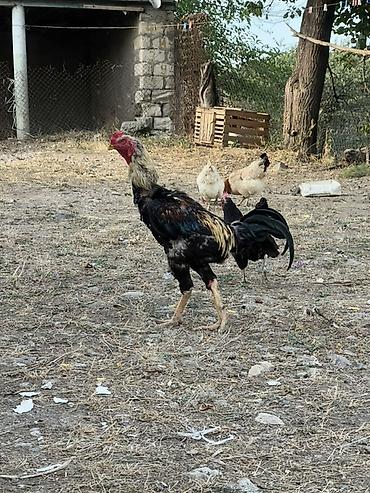 cucə və xoruz təmsil: Heyreti xoruz bir yaş 3 ayliqdir temiz qan heyvandir cadirilma — 7