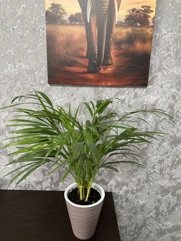 веерная пальма ливистона: Продается ПАЛЬМА ДИПСИС, высота 60 см