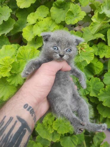 scottish fold qiyməti: Britan, Erkək, Dişi, Ünvandan götürmə