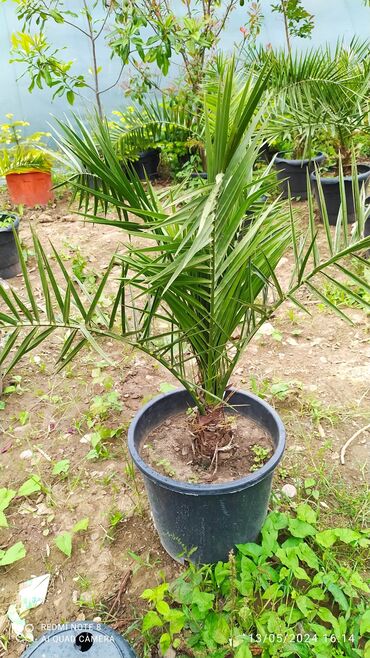 beqoniya bitkisi: Finik palmasi çox münasib qiymete her qiymətə olani var etrafli