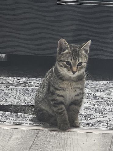 Котёнок тигрового окраса, отдам в хорошие руки - Полосатый