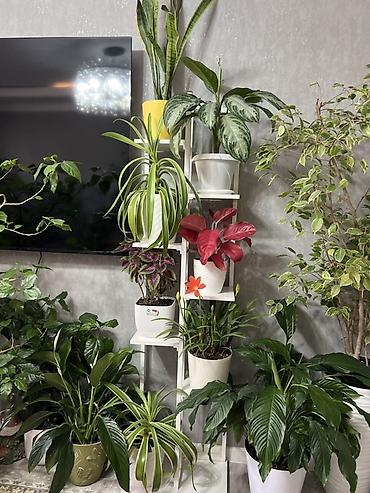 Драцены и Сансевиерии: Адаптированные пересаженные в горшках. Сансеvierия (Sansevieria — 38