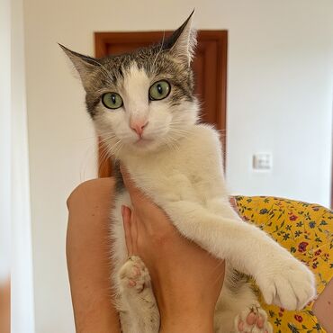 черные котята: Кошка даром: Беспородная, 1 год, Девочка, Кастрирована, Приучена к лотку, Проглистована