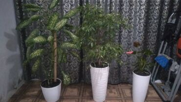 растения для офиса: Напольные комнатные растения в белых кашпо Состав набора (видно на