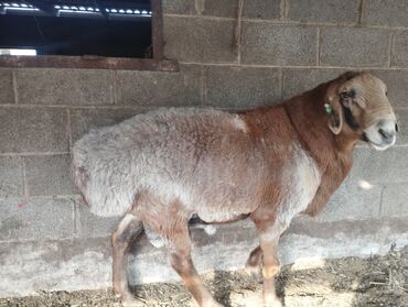 продажа щенков немецкой овчарки в бишкеке с документами: Сатам | Кочкор (эркек) | Көбөйтүү үчүн | Асыл тукумдуу