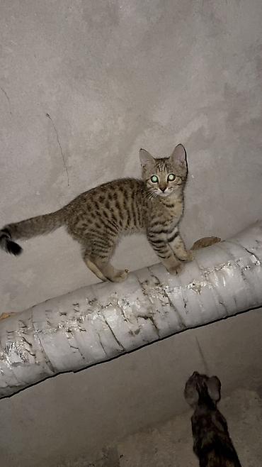 кошки сиамская: Отдам котят в добрые руки!! Есть три котенка рыжая и черно-серая — 2