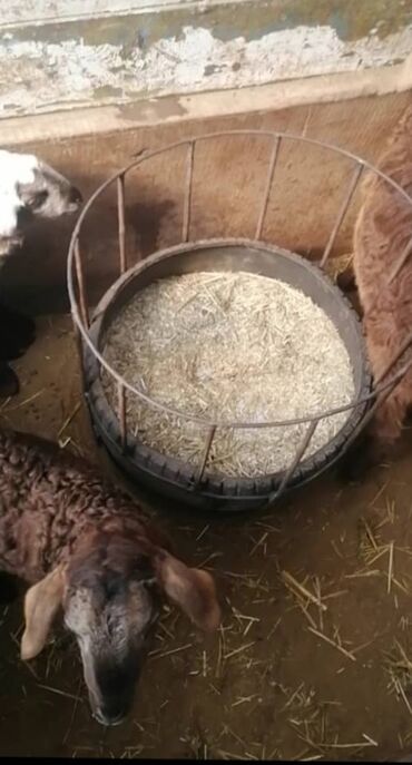 трава для животных: Аштоолор сатылат, койлорго козуларга 
Кормушка для овец