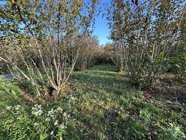 Torpaq sahələrinin satışı: 43 sot, Tikinti, Mülkiyyətçi, Kupça (Çıxarış) -da lalafo.az — 6 Torpaq sahələrinin satışı: 43 sot, Tikinti, Mülkiyyətçi, Kupça (Çıxarış) — 6