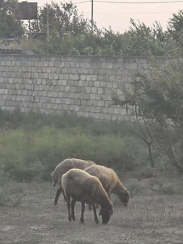 qoyun balali: Qoyunlar – yerli cins, otlaqda saxlanılır - Şəkildə olan heyvanlar: 3 — 1