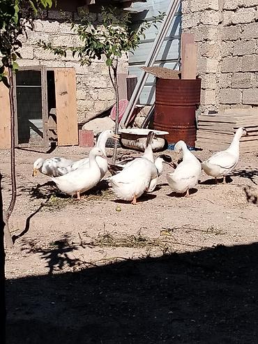 Bülbüllər: Ördək — 1