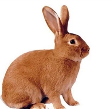 3435 объявлений | lalafo.kg: Продаю | Крольчиха (самка), Кролик самец, Крольчата | Для разведения | Племенные