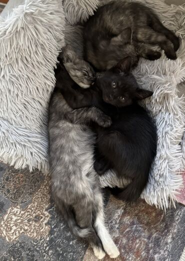 кот батон: Кошка даром: Беспородная, 2 месяца, Девочка