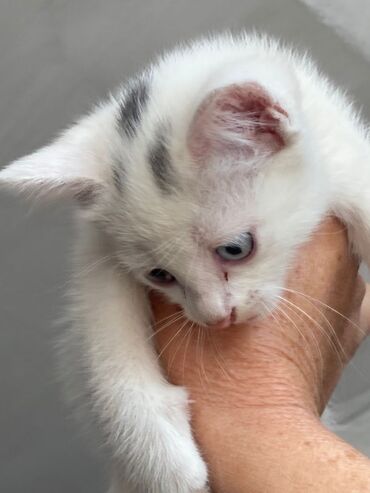 корм для кошек и котят: Ангорская, 2 месяца, Девочка, Белый, Приучена к лотку