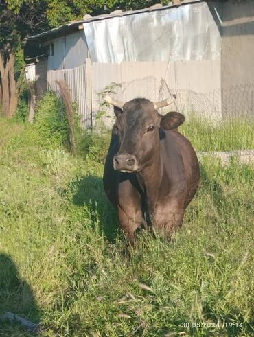 куплю быков село константиновке: Корова Село Джал