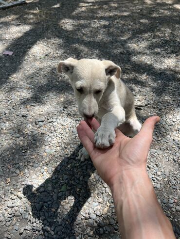 амуниция для собак: Собака даром: Дворняжка, 3 месяца, Самка