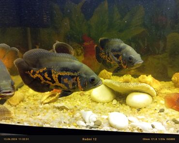 akvarium filterleri: Аквариумные рыбы Хищники. Астронотус-оскар. Длина 25см (тигровые)