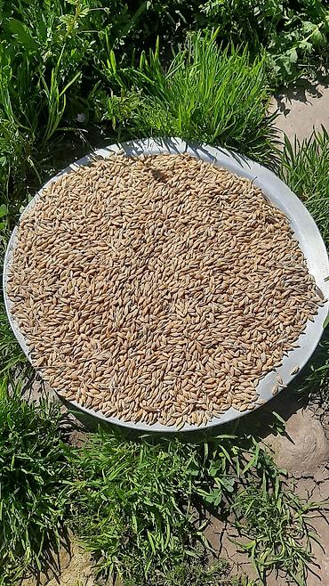 сорго на азербайджанском: Məhsul: Buğda,arpa dənləri (toxum və ərzaq üçün uyğundur) Çəki: 5 ton — 2