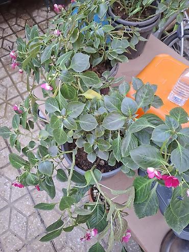kalistamon gulu: Impatiens (Balsamin) saksı gülü – canlı çəhrayı çiçəklərlə - Bitki — 8