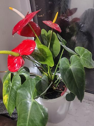 яркие: Антуриум (Anthurium andreanum) в горшке - Компактный куст с крупными — 2