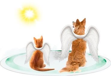 ветеринар кошек: Эвтаназия (усыпление. гуманно ) Собак и кошек Вывоз трупов