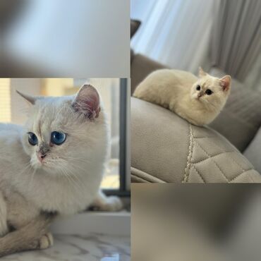 самюн ван в душанбе: Pişik 300 azn satilir‼️Oglandı 4aylıq qum tərbyesi var unvan koroglu