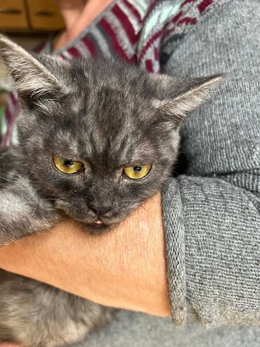 отдам переноску для кошек: Котята подростки 5-6 месяцев кострированы м привиты и стерилизованы