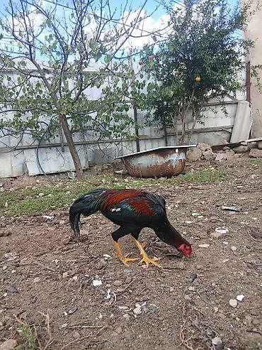 xoruz adlari: Temiz cins heyratı ata brazil ana türk 9 aylıxdı rial alan olsa — 1