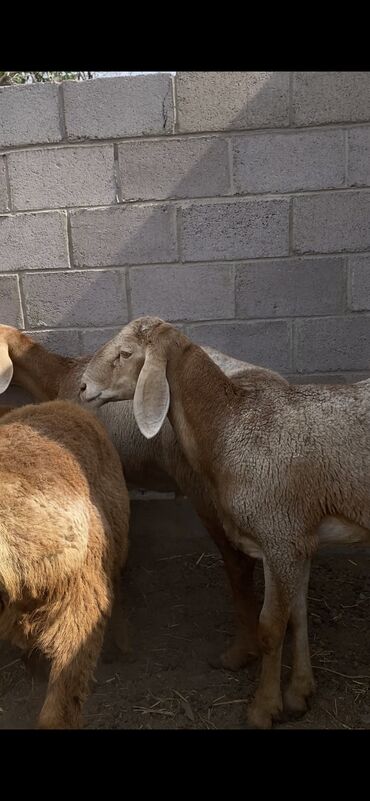 ищу работу подсобник: Требуется пастух, Кара-Балта . Смотреть только за баранами полная