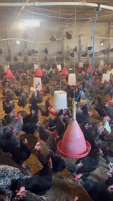 Quşlar: Super Sort Lider 55 və Qara çil Xarkov Toyuqlarinin mayali yumurtasi — 5