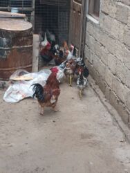 Xoruzlar: 11 dene beçə heyət çolpalari 2 dene boyuk xoruz balacalar 10 manat — 9