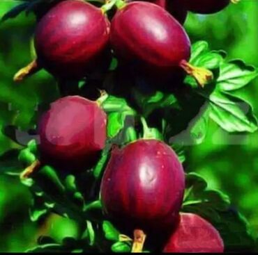 Şitillər: Sarı və qırmızı və qara moruq (çəpər) tingləri5-3-10 Məhsul: - Açıq — 16