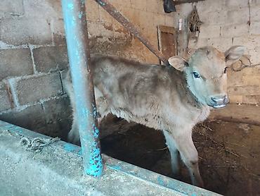 Коровы, быки: Продаю | Корова (самка) | Для молока | Привязанные — 10